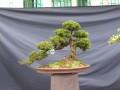 DSCN2720