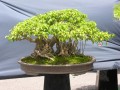 Hình ảnh Triển lãm cây cảnh lần thứ 2 do Công Ty CP Vạn Niên Tùng tổ chức (Phần 4)