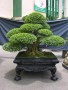 DSCN2727