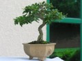 DSCN2602