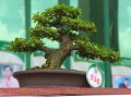 DSCN2598
