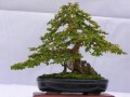 DSCN2583