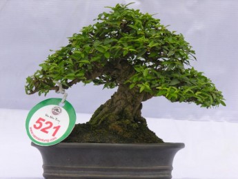 Hình ảnh Triển lãm cây cảnh lần thứ 2 do Công Ty CP Vạn Niên Tùng tổ chức (Phần 3)