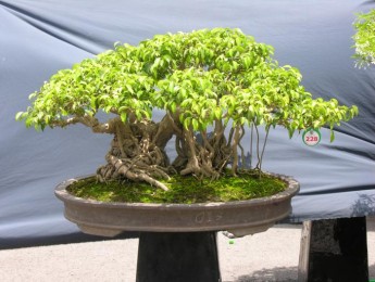 Hình ảnh Triển lãm cây cảnh lần thứ 2 do Công Ty CP Vạn Niên Tùng tổ chức (Phần 4)
