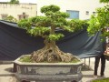 DSCN2778