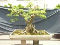 DSCN2776
