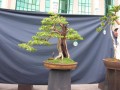 Hình ảnh Triển lãm cây cảnh lần thứ 2 do Công Ty CP Vạn Niên Tùng tổ chức (Phần 5)