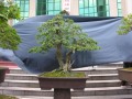 DSCN2766