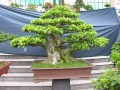 Hình ảnh Triển lãm cây cảnh lần thứ 2 do Công Ty CP Vạn Niên Tùng tổ chức (Phần 6)
