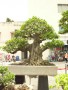 DSCN2781