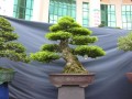 DSCN2745