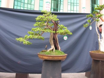 Hình ảnh Triển lãm cây cảnh lần thứ 2 do Công Ty CP Vạn Niên Tùng tổ chức (Phần 5)