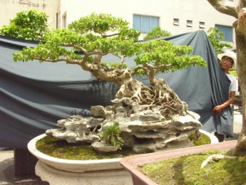 Hình ảnh Triển lãm cây cảnh lần thứ 2 do Công Ty CP Vạn Niên Tùng tổ chức (Phần 7)