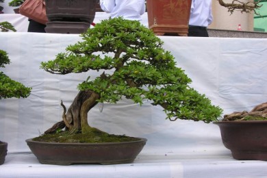 Hình ảnh Triển lãm cây cảnh lần thứ 2 do Công Ty CP Vạn Niên Tùng tổ chức (Phần 9)