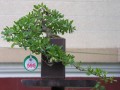 DSCN2909