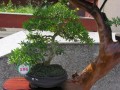 DSCN2906