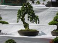 DSCN2887