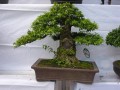 DSCN2881
