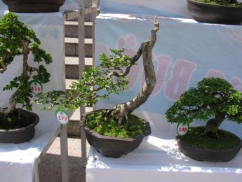 Hình ảnh Triển lãm cây cảnh lần thứ 2 do Công Ty CP Vạn Niên Tùng tổ chức (Phần 10)