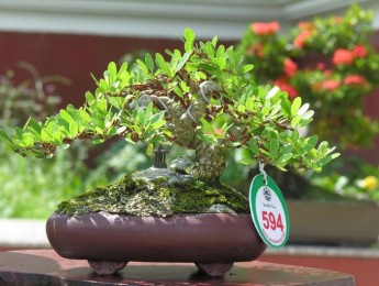 Hình ảnh Triển lãm cây cảnh lần thứ 2 do Công Ty CP Vạn Niên Tùng tổ chức (Phần 11)