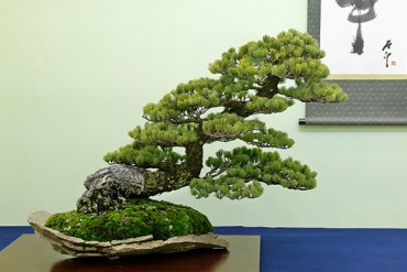 Chiêm ngưỡng những cây Bonsai đẹp