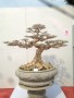 TRIEN_LAM_YEN_TU_2018_25