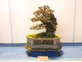 TRIEN_LAM_YEN_TU_2018_11