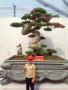TRIEN_LAM_YEN_TU_2018_22