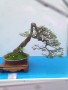 TRIEN_LAM_YEN_TU_2018_18