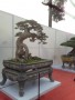 TRIEN_LAM_YEN_TU_2018_21