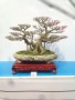 TRIEN_LAM_YEN_TU_2018_20