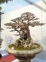 TRIEN_LAM_YEN_TU_2018_24