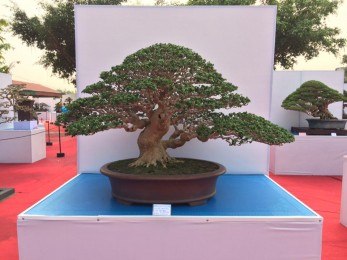 Triển lãm Yên Tử 03-2018 Phần 2