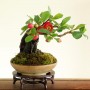 Cây cảnh văn phòng