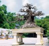 ước mơ Bonsai