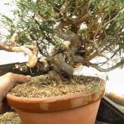 Tạo dáng Juniper P1