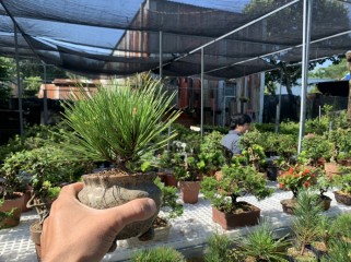 Bonsai phố
