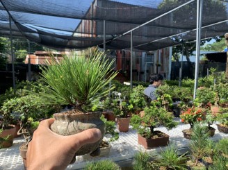 Bonsai phố