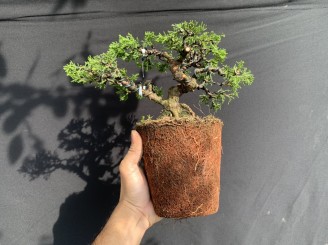 Thay chậu cho cây itoigawa