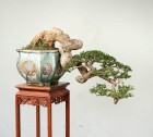 quá trình hình thành tác phẩm Bonsai của Chú Trần Thắng