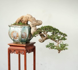 quá trình hình thành tác phẩm Bonsai của Chú Trần Thắng