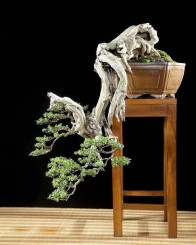 Cây Pemphis bốn mặt của Budi Sulistyo