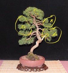 Chú Vũ Hưng phác thảo tương lai cây Duyên tùng (shimpaku)