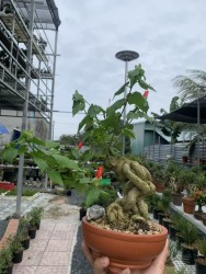Vườn bonsai mini của Sáu Bonsai
