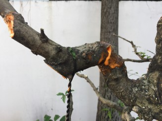 Tuyệt chiêu cắt V cảo cành mai chiếu thủy của Nghệ Nhân Chong Yong Yap - Malaisia