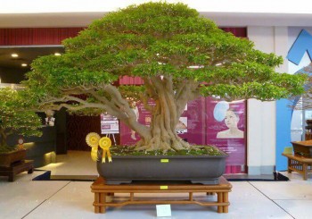 Cây mai chiếu thủy hơn 6 tỷ của Malaysia