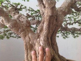 Hình chụp cận cảnh 1 cây mai chiếu thủy đẹp tại Indonesia