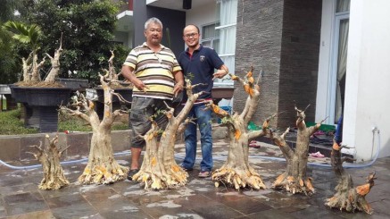 Cách cắt cây phôi Mai chiếu thủy của Malaysia
