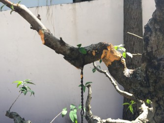 Tuyệt chiêu cắt V cảo cành mai chiếu thủy của Nghệ Nhân Chong Yong Yap - Malaisia