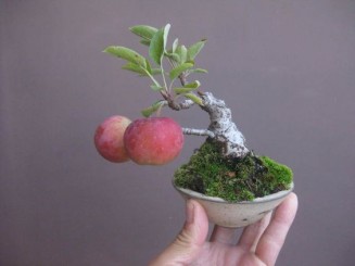 Thế giới Mame Bonsai (Bonsai siêu mini) Phần 2